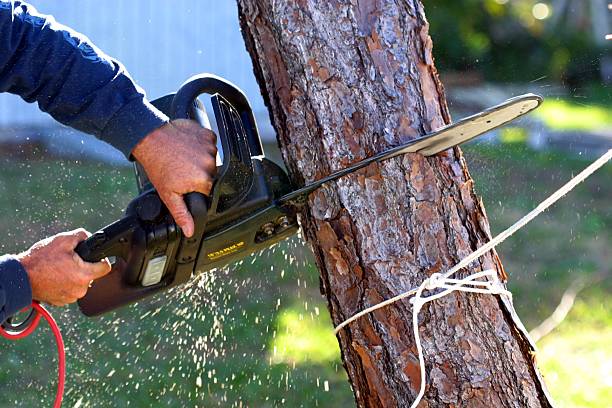 Best Lawn Maintenance Plans  in Perryville, MD